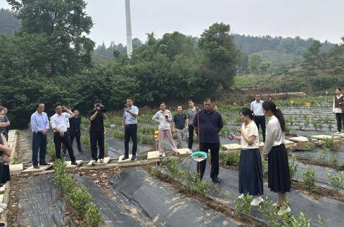 專家學(xué)者齊聚信陽 探討茶園高效栽培管理技術(shù):栽培
