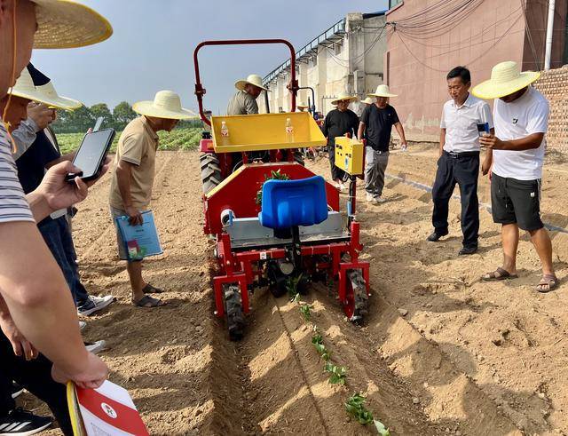 甘薯高效栽培技術培訓暨機械演示現(xiàn)場觀摩會在商丘召開:栽培
