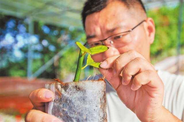 二十年堅持 木姜子從野生到大面積種植:種植
